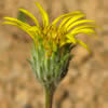 Pyrrocoma racemosa var. pinetorum