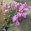 Epilobium rigidum