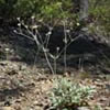 Eriogonum pendulum