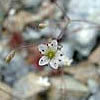 Minuartia howellii