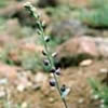 Streptanthus barbatus