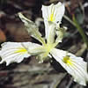 white Iris bracteata.