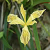 yellow Iris bracteata.