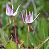 Erythronium hendersonii