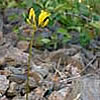 Triteleia crocea var. crocea