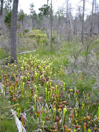 California pitcher plants.