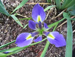 zigzag iris, Iris brevicaulis.