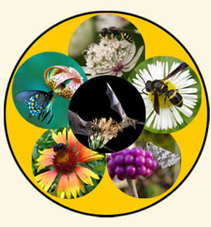 Pictures arranged in a wheel of a variety of animals, insects and bats, shown pollinating flowers.