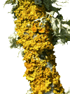 Xanthoria parietina. Photo by Terry Fennell.