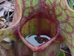 purple pitcher plant.