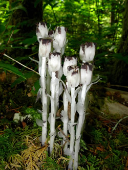 Monotropa uniflora.