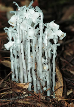 Monotropa uniflora.