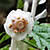 Monotropa uniflora