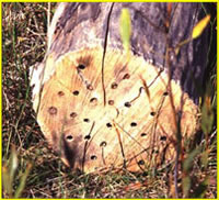 The end of a post block with holes drilled in it to make a bee box.