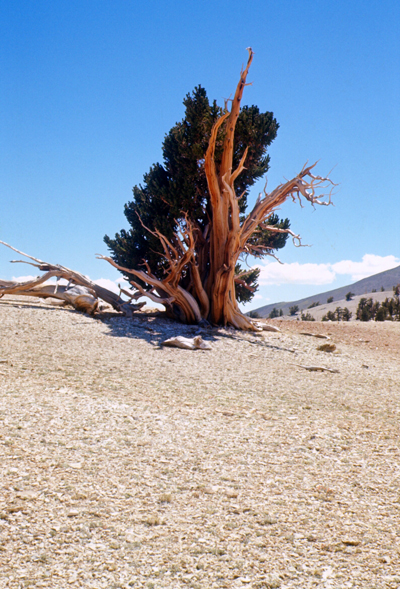 [Photo]: Great Basin Bristlecone Pine