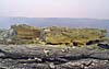 Sulfur-covered terrace, Kilauea Volcano, Hawai`i