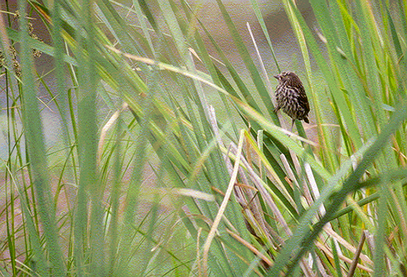 spring bird in weeds