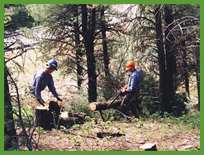 [Photo] Volunteers involved in tree-thinning