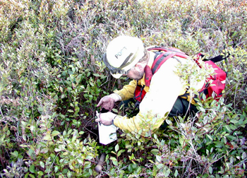 Post wildfire regrowth at Kenai National Wildlife Refuge. (USFWS)