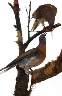 The passenger pigeon