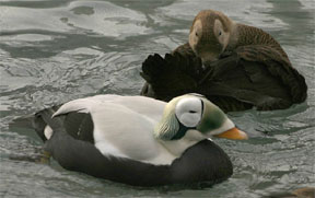 spectacled eider