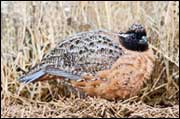 bobwhite bird in grasses