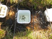 Fish held in flow-through containers are exposed to metal concentrations with daily high and low cycles (diel cycles). Scientists conducted a field experiment to compare survival of newly hatched trout (fry) exposed to constant versus varying metal concentrations, High Ore Creek, Mont. The experiment will help scientists understand the effect of diel variations in the concentration of metals on fish in mining effected areas