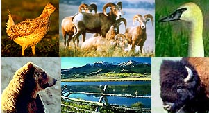 Photos of wildlife found in Montana National Wildlife Refuges