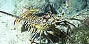 Caribbean Spiny Lobster