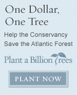 Plant a Billion Trees