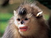 Yunnan golden monkey – China conservation – China nature – China monkey – Yunnan province – Yunnan nature