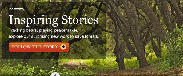 forest conservation – forests – bear tracking – inspiring stories – inspiring conservation – forest protection