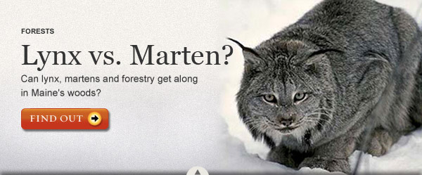 lynx – Canada lynx – marten – American marten – Maine woods – Maine forest
