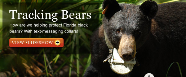 Florida black bear –Florida conservation – Florida nature – bear collar – bear tracking