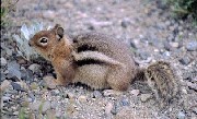 Golden Mantled Squirrel