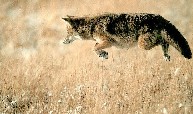 Coyote on the run