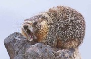 Yellow-Bellied Marmot