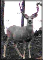 Mule Deer buck, Ashland Ranger District