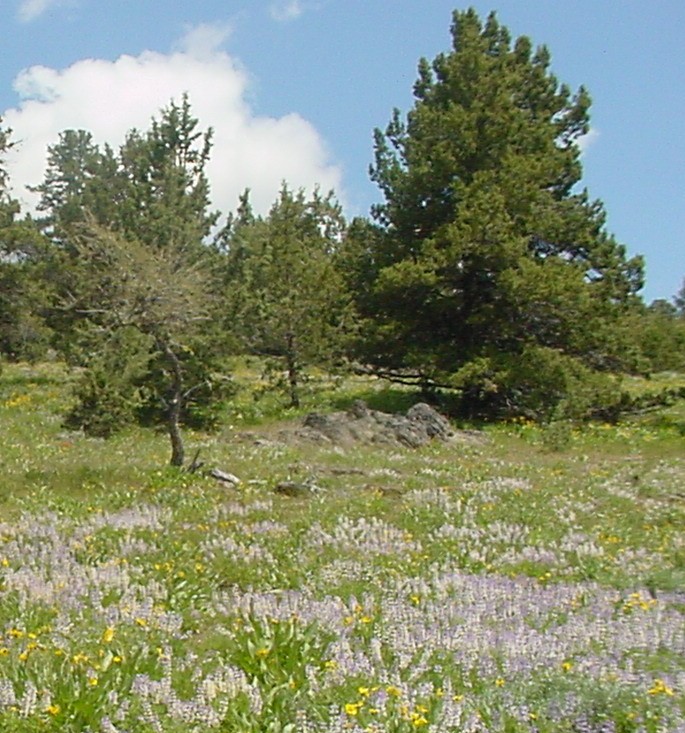 Picture of Meadow with Wildflowers