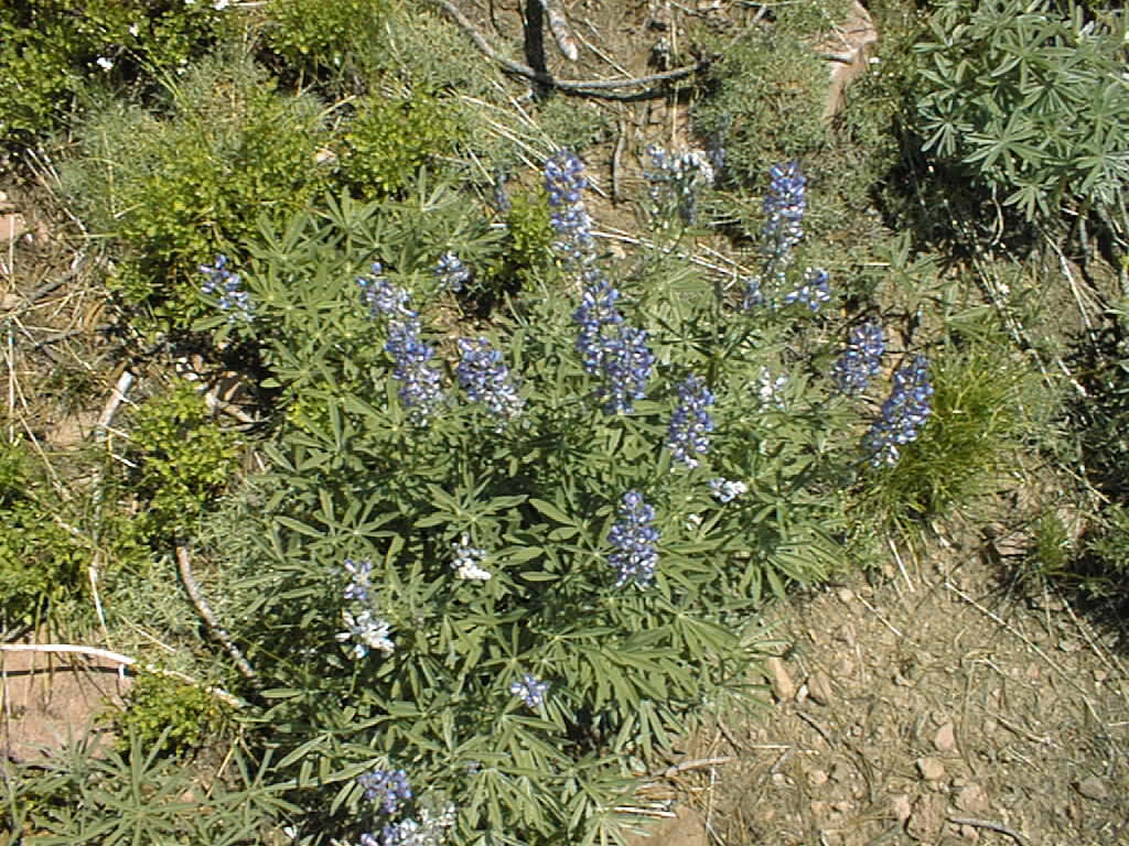 Picture of Flowers