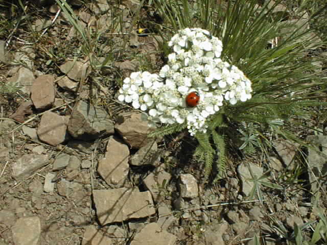 Picture of a ladybug and flowers