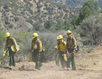 [Photograph]: Lassen National Forest Fire Crew picking up hoseline.