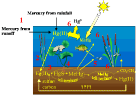 illustration of methylmercury production and destruction