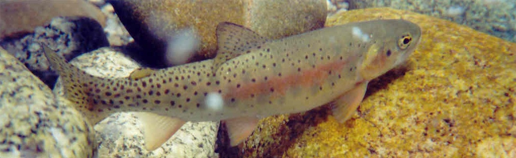 Bonneville Cutthroat Trout swimming in a stream with a rocky bed.
