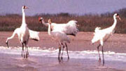 whooping cranes