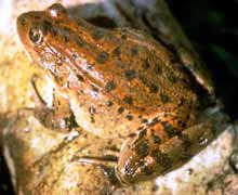 California red-legged frog