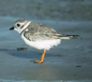 piping plover