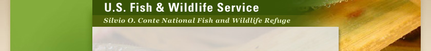 Silvio O. Conte National Fish & Wildlife Refuge header