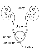 Front view of urinary tract