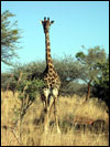 Giraffe in Southern Africa